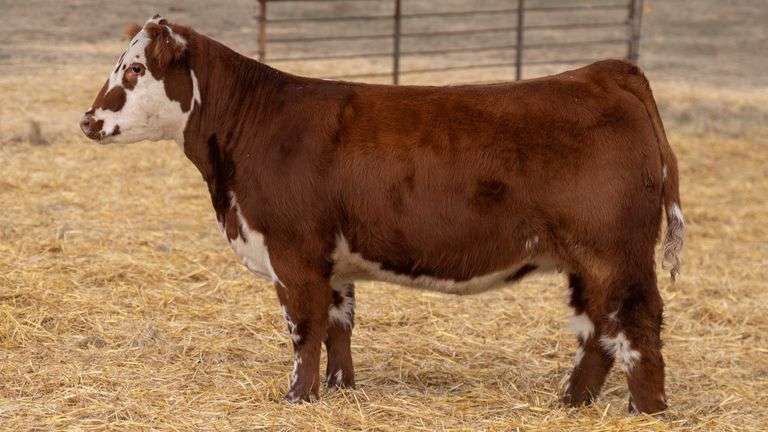 TAG 350 RED BRED HEIFER