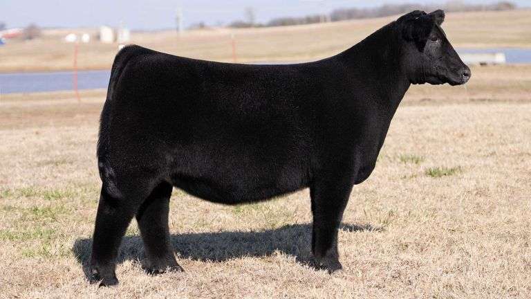 MOONEN TAG 19 HEIFER