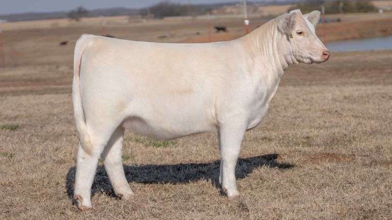 JACKSON TAG 5 HEIFER