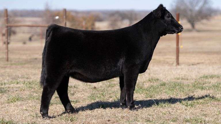 MOONEN TAG 20 HEIFER