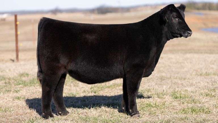 JACKSON TAG 14 HEIFER