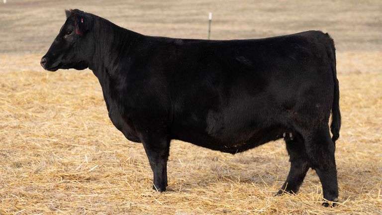 TAG 372 RED BRED HEIFER
