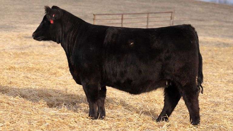 TAG 348 RED BRED HEIFER