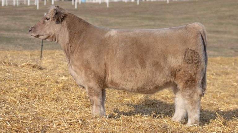 TAG 200 ORANGE BRED HEIFER