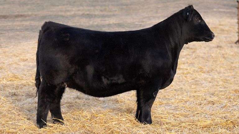 TAG 314 RED BRED HEIFER