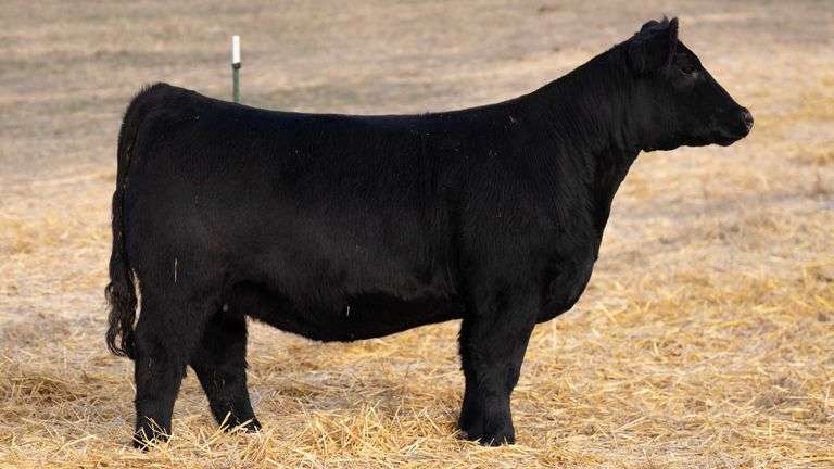 TAG 345 ED BRED HEIFER