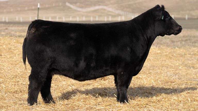TAG 101 GREEN BRED HEIFER