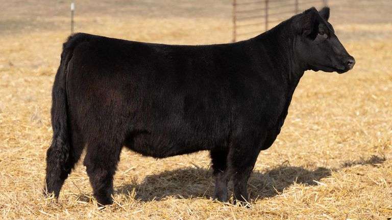 TAG 328 RED BRED HEIFER