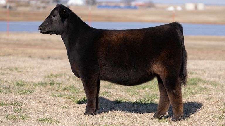 MOONEN TAG 16 HEIFER