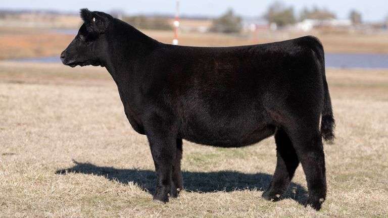 MOONEN TAG 17 HEIFER