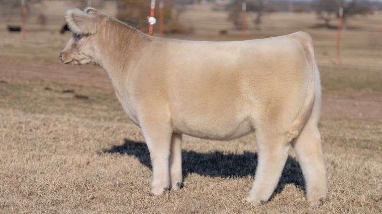 JACKSON TAG 12 HEIFER