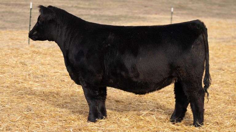 TAG 363 RED BRED HEIFER