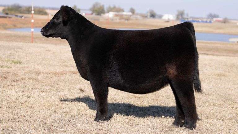 MOONEN TAG 1 HEIFER