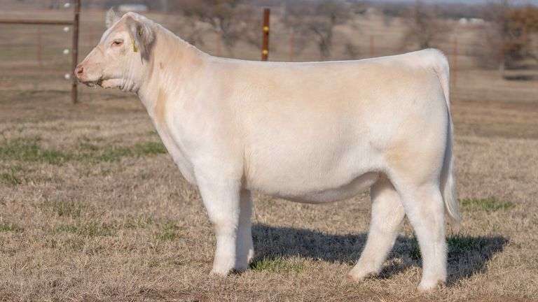 JACKSON TAG 8 HEIFER