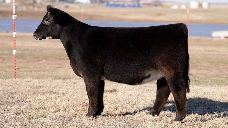 MOONEN TAG 32 HEIFER