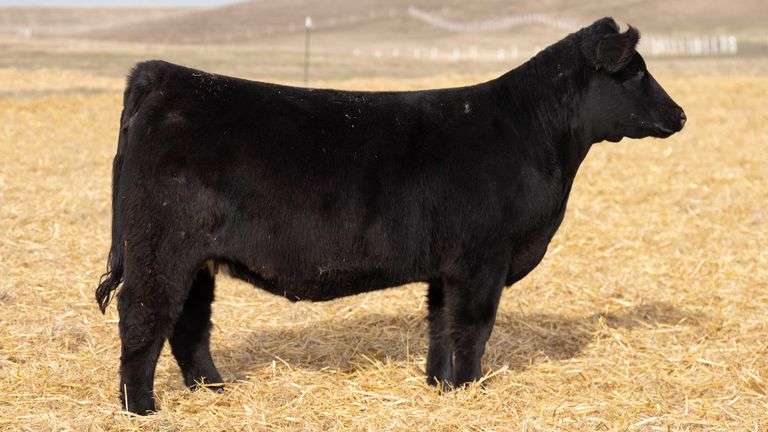 TAG 341 RED BRED HEIFER