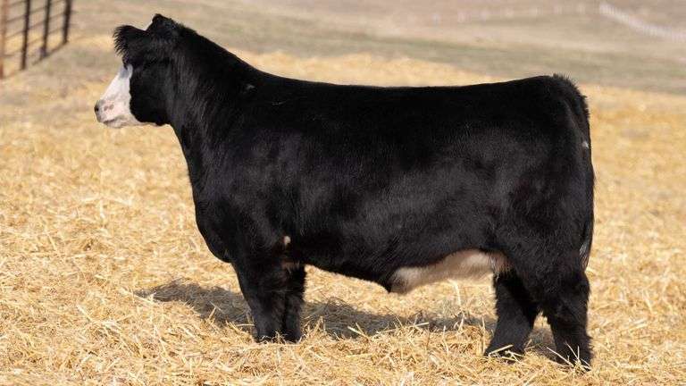 TAG 343 RED BRED HEIFER