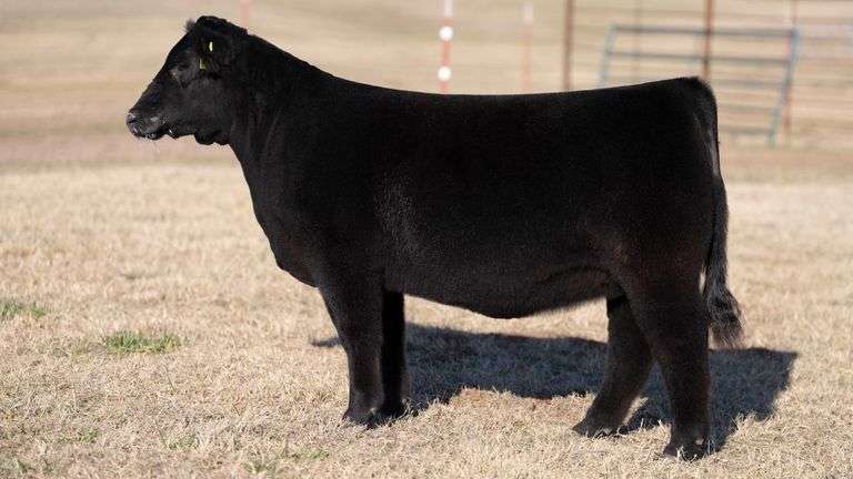 MOONEN TAG 22 HEIFER