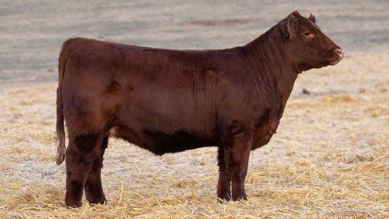TAG 305 RED BRED HEIFER