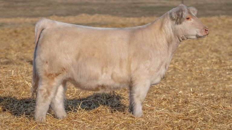 TAG 354 RED BRED HEIFER