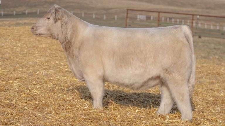 TAG 347 RED BRED HEIFER