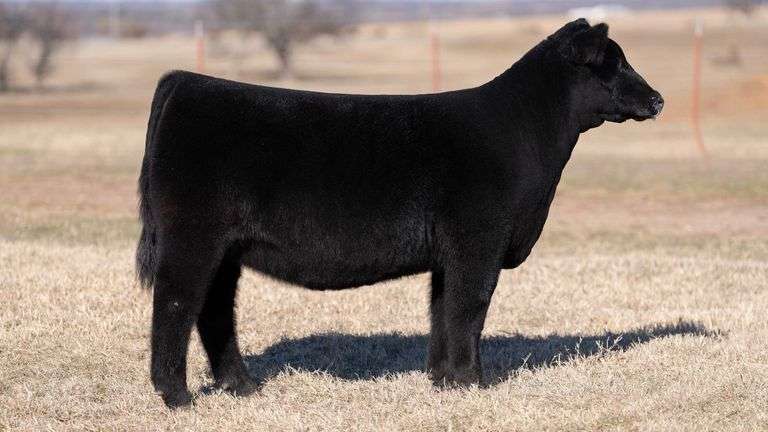 MOONEN TAG 24 HEIFER