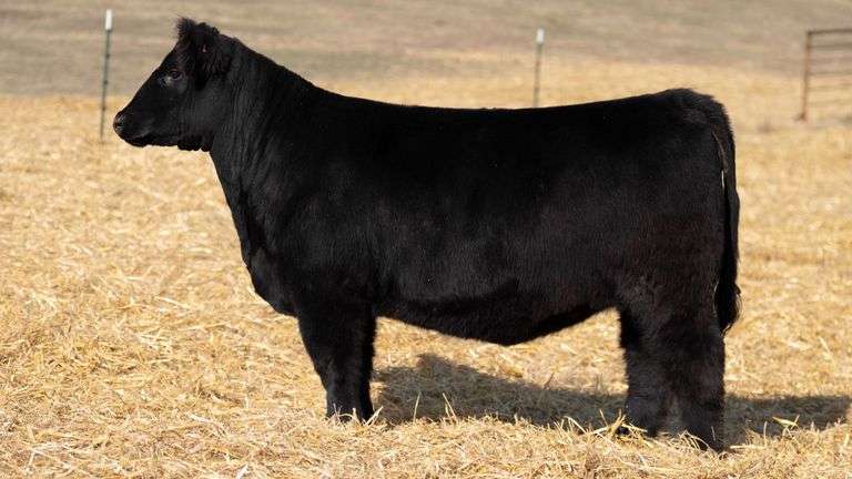 TAG 367 RED BRED HEIFER