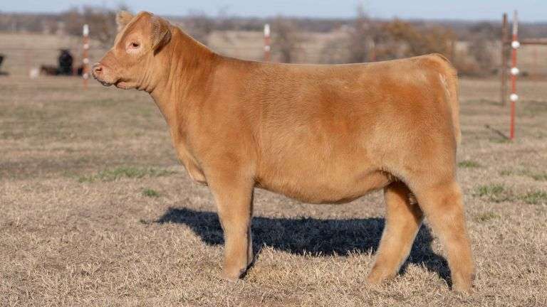 JACKSON TAG 9 HEIFER