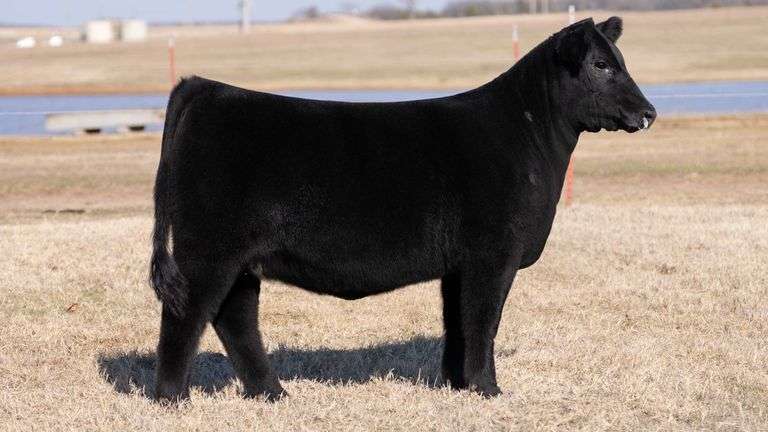 MOONEN TAG 21 HEIFER
