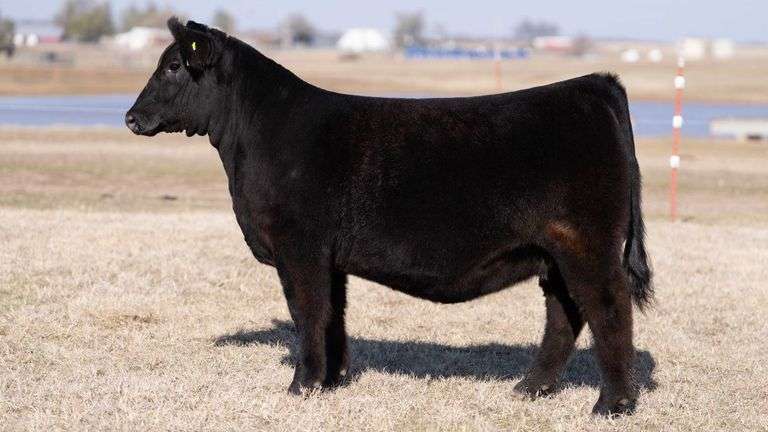 MOONEN TAG 31 HEIFER