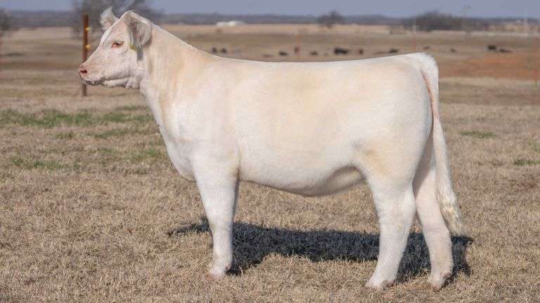 JACKSON TAG 2 HEIFER