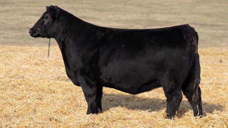 TAG 259 RED BRED HEIFER
