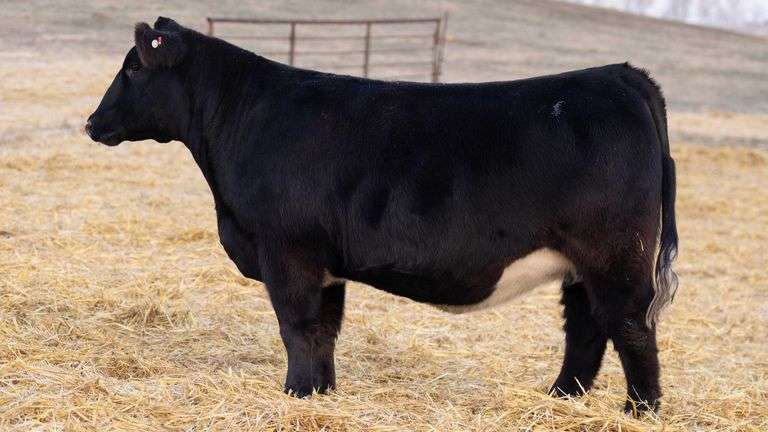 TAG 362 RED BRED HEIFER