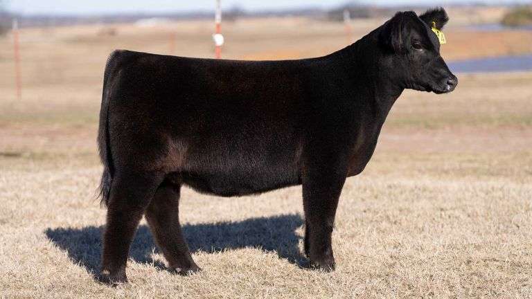 JACKSON TAG 18 HEIFER