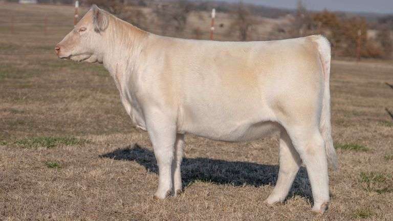 JACKSON TAG 6 HEIFER