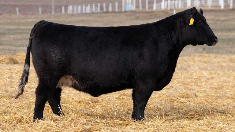 TAG 866 YELLOW BRED HEIFER