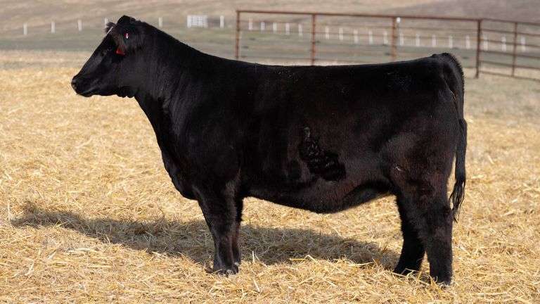 TAG 148 RED BRED HEIFER