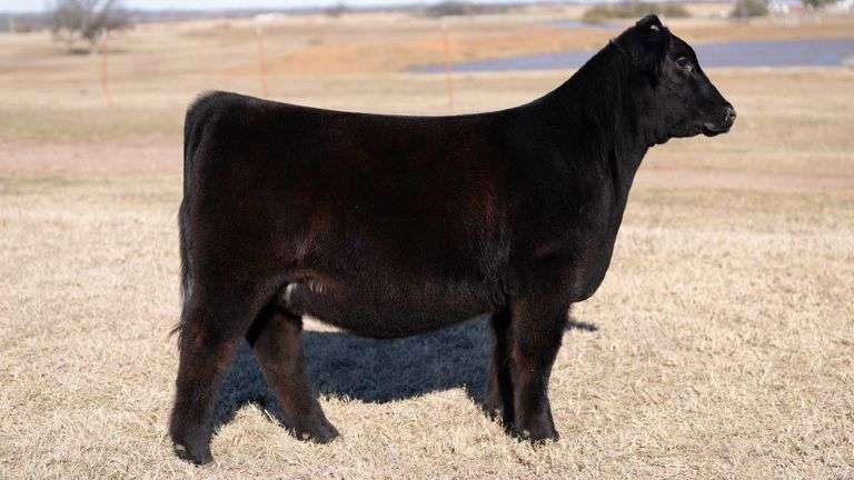 JACKSON TAG 13 HEIFER