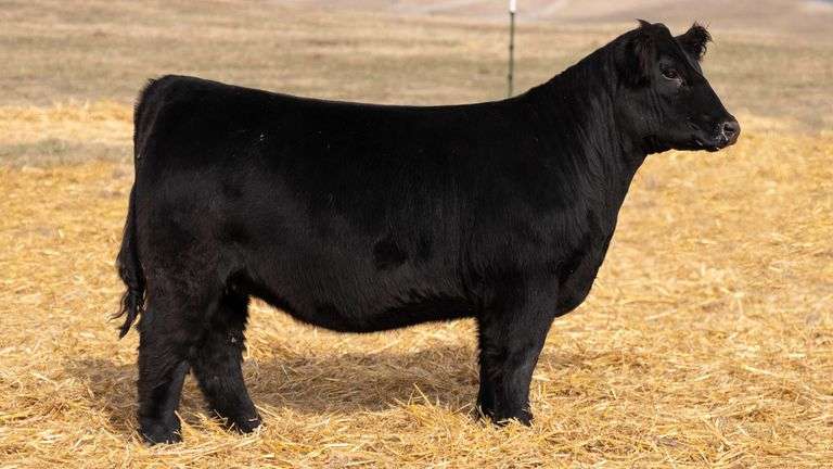TAG 322 RED BRED HEIFER