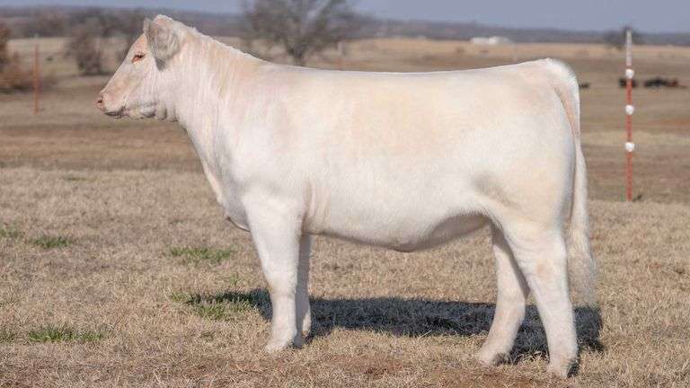 JACKSON TAG 3 HEIFER