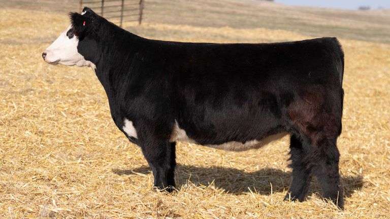TAG 346 RED BRED HEIFER
