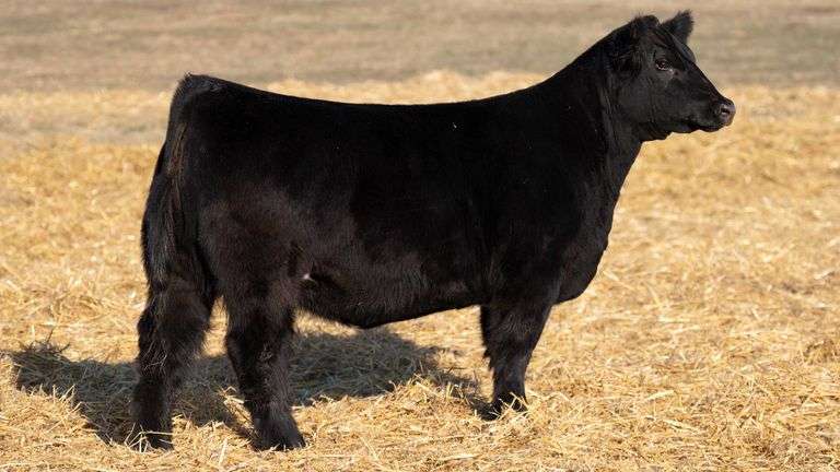 TAG 318 RED BRED HEIFER