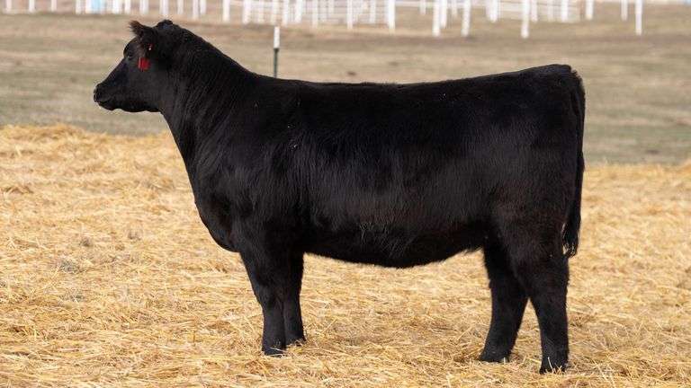 TAG 365 RED BRED HEIFER