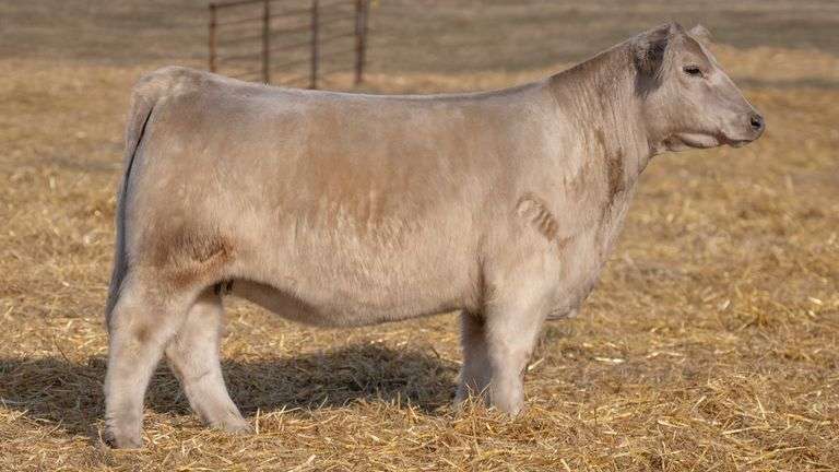 TAG 321 RED BRED HEIFER