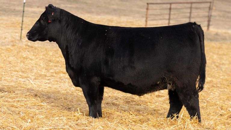 TAG 369 RED BRED HEIFER