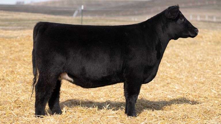 TAG 342 RED BRED HEIFER