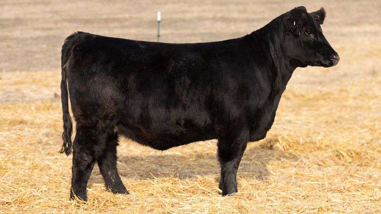 TAG 302 RED BRED HEIFER