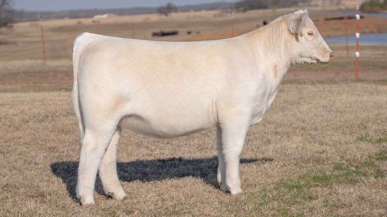 JACKSON TAG 4 HEIFER