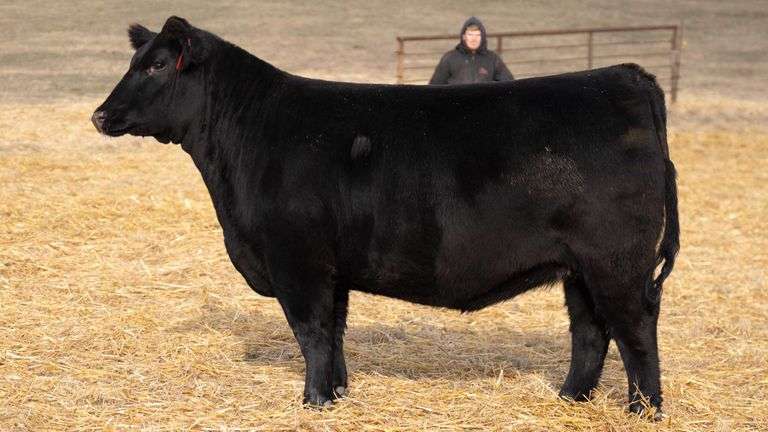 TAG 301 RED BRED HEIFER