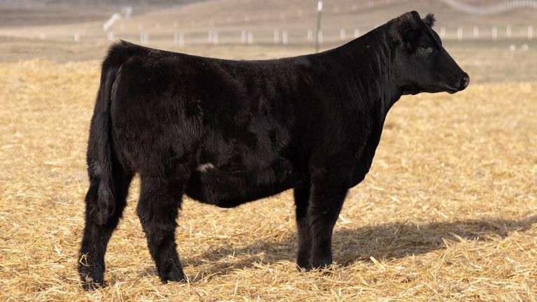 TAG 373 RED BRED HEIFER